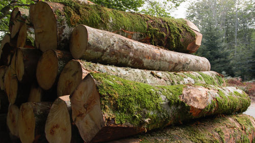 Close-up of logs