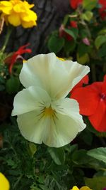 Close-up of white flower blooming outdoors