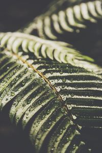 Close-up of raindrops on yellow leaves