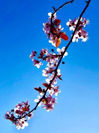 Low angle view of cherry blossom against blue sky