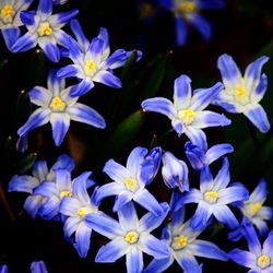 Close-up of purple flowers