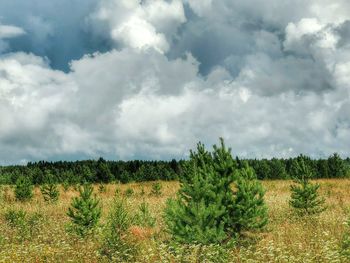 Scenic view of field against sky