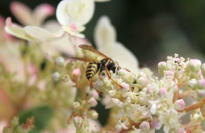 Close-up of bee on flower