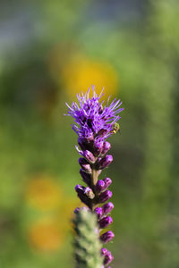 Close-up of purple flowering plant