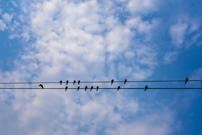 Low angle view of birds perching on cable against sky