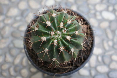 High angle view of succulent plant