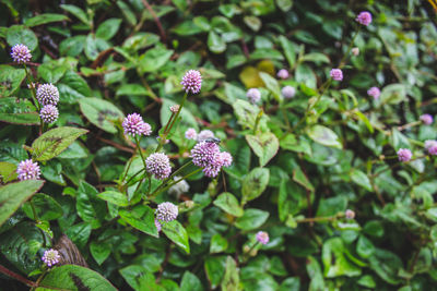 Close-up of pink flowering plants