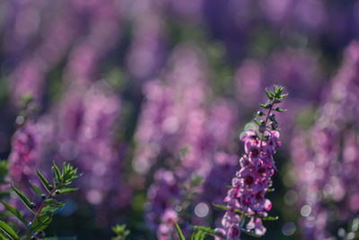 Close-up of pink flowering plant