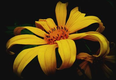 Close-up of yellow flower