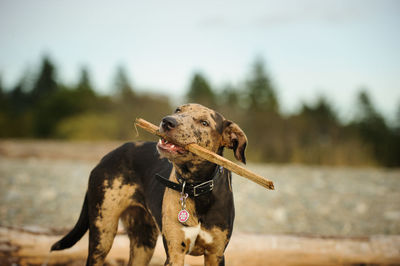 Close-up of dog on field