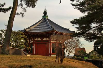View of a deer in front of a japanese temple