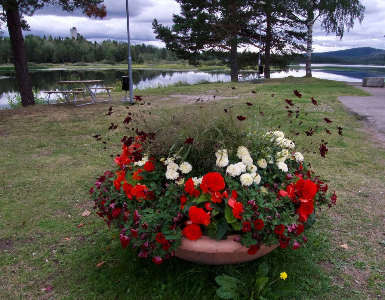 VIEW OF FLOWERING PLANTS ON LAND