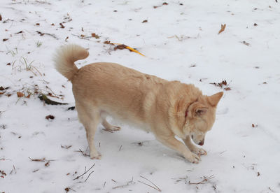 White dog navigating through snowy ground after getting snow in her eye