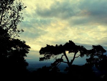 Low angle view of silhouette trees against sky at sunset