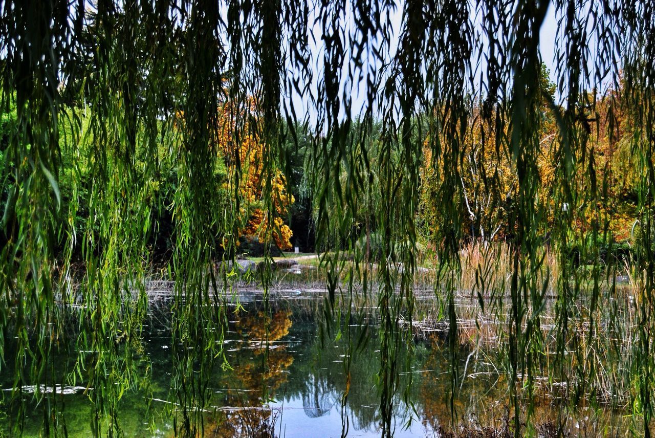 water, reflection, lake, tranquility, tree, tranquil scene, beauty in nature, growth, nature, scenics, standing water, grass, waterfront, idyllic, plant, sky, outdoors, no people, blue, day