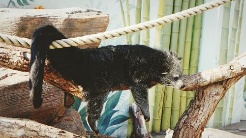 Side view of animal on rope