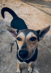 High angle portrait of dog standing on footpath