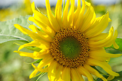 Close-up of sunflower