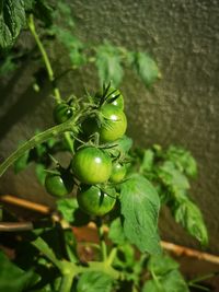 Close-up of berries growing on tree