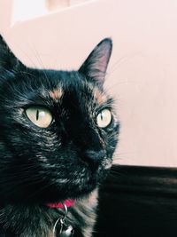 Close-up portrait of cat at home