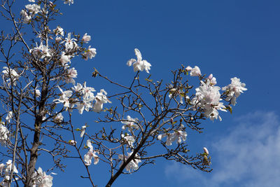 Low angle view of apple blossoms in spring against blue sky