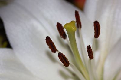 Close-up of white flowering plant