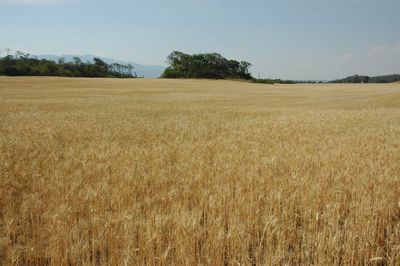 Scenic view of agricultural field against sky