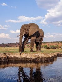 View of elephant in lake against sky