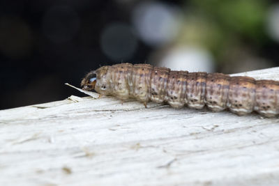 Close-up side view of caterpillar on wood