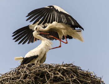 Low angle view of bird against clear sky