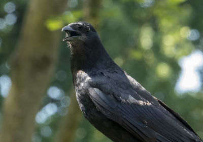 Big black crow on the deck