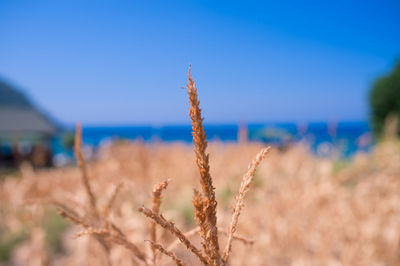 Close-up of plants against blue sky