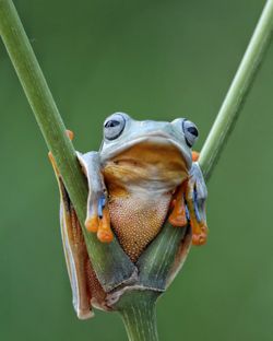 Close-up of frog