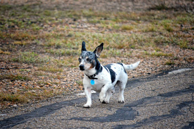 Portrait of dog