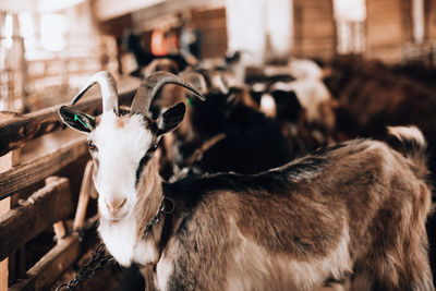 Close-up of goat