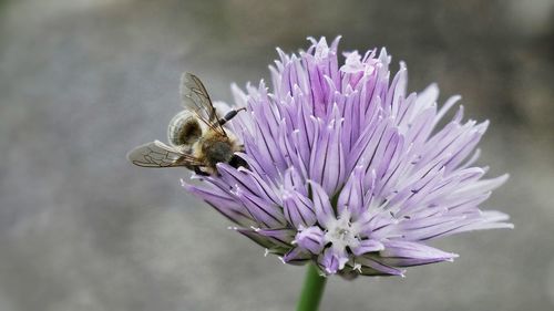 Close-up of bee on purple flower
