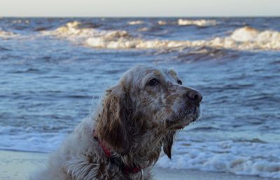 Dog looking at sea shore