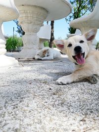 Close-up of dogs resting on floor