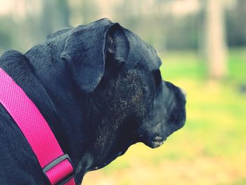 Close-up of black dog