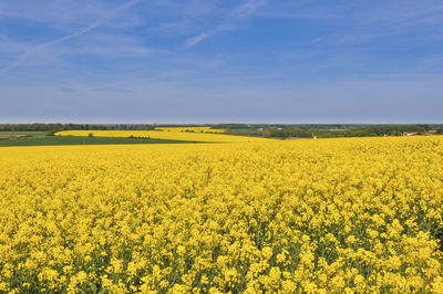 Scenic view of oilseed rape field against sky