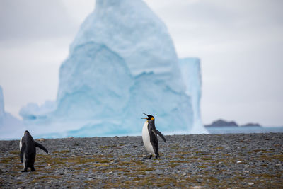 Penguins at beach against iceberg in sea