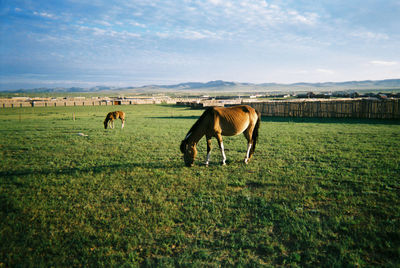 Cows grazing on field against sky