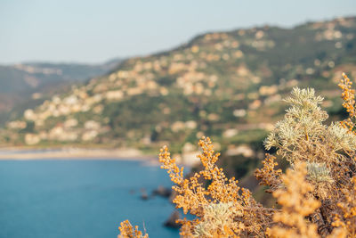 Close-up of plants against sea