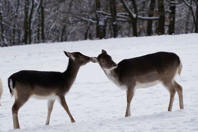 Full length of two deer together on snow covered field