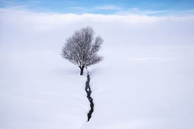 Dead tree on snow covered land against sky