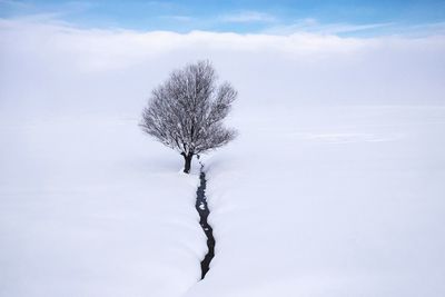 Stream and tree