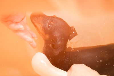 Cropped hand of person washing miniature pinscher in bathroom