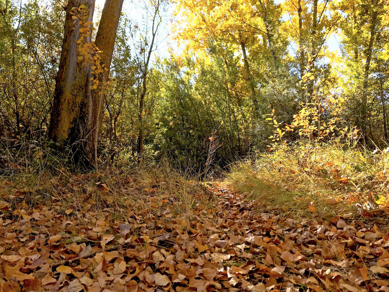 AUTUMN LEAVES FALLEN ON TREE IN FOREST