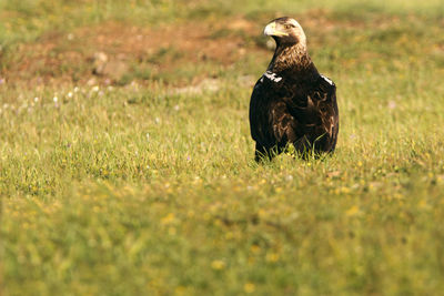 Bird perching on a field