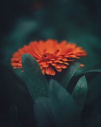 Close-up of orange rose flower